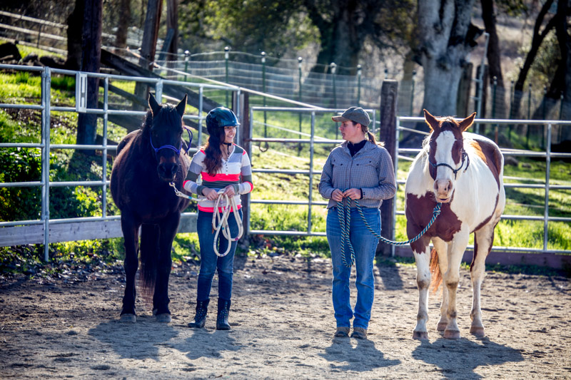 Equine Session